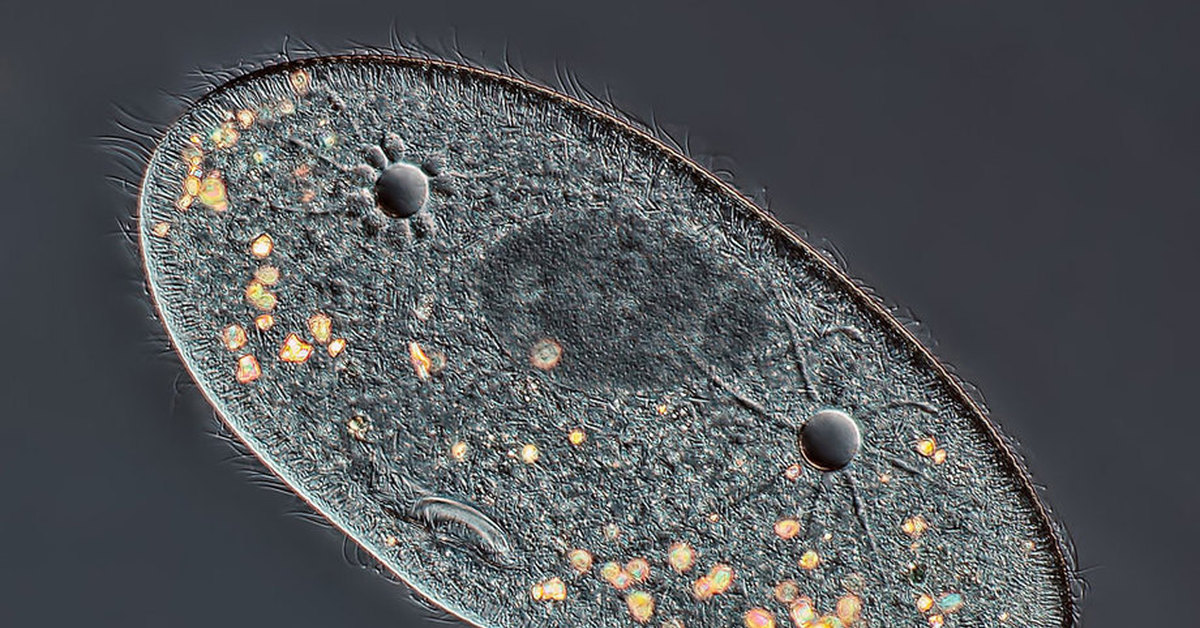 Инфузория организм. ПАРАМЕЦИЯ это инфузория туфелька. Инфузория туфелька в микроскопе. Инфузория туфелька вакуоль. Инфузории Paramecium.