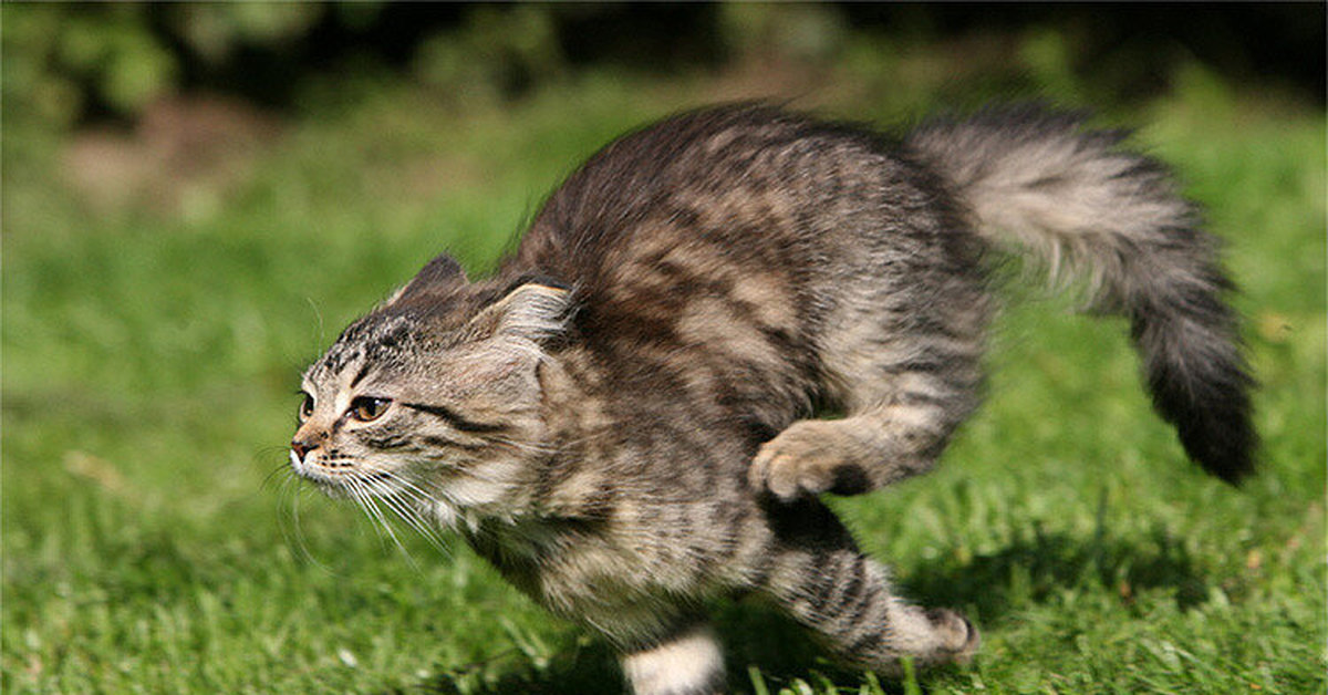 Включи кот бегать. Кошка бежит. Кот убегает. Серый кот бежит. Коты убегают.