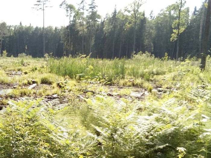 Заметка о пляже на базе отдыха «Троицкое» Клязьминского водохранилища Пляж, Подмосковье, Длиннопост