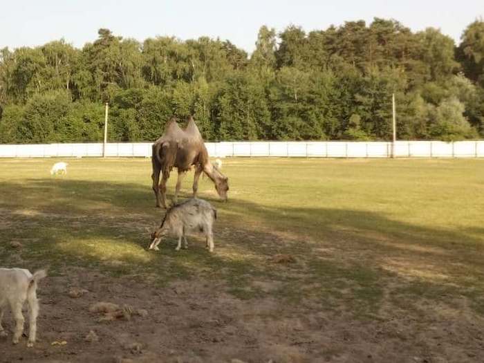 Заметка о пляже на базе отдыха «Троицкое» Клязьминского водохранилища Пляж, Подмосковье, Длиннопост