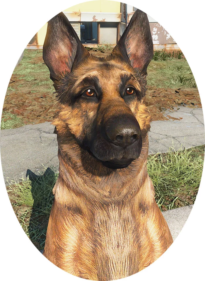 Dog died in Fallout 4 - Fallout 4, Dog, Death