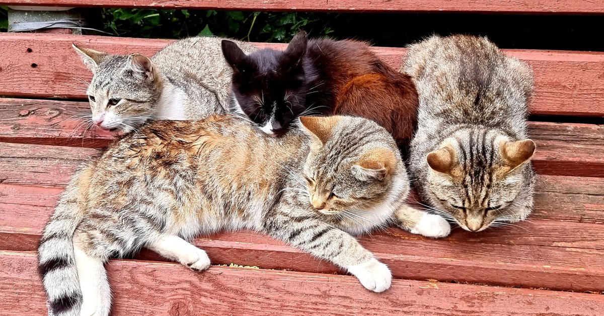 три кота фото. красивые котята. разноцветные котята. три кота. рыжий и черный котики.