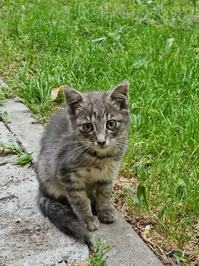 Дворовое пополнение - Моё, Кот, Котята