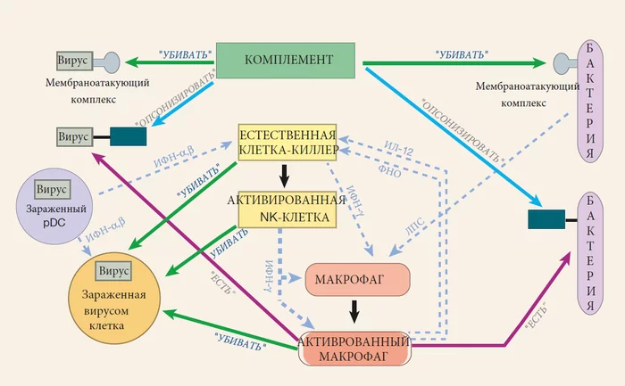 How the immune system works, lecture 2 hours 18 (hour 27) - The medicine, Immunity, Translation