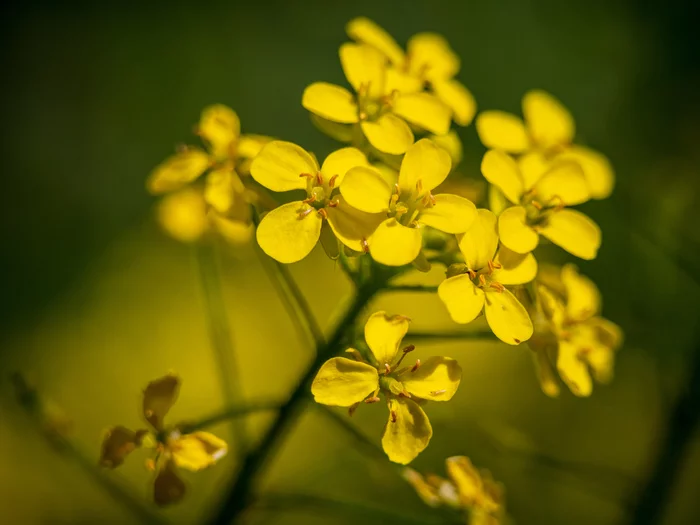 Flowers bloom... - My, Flowers, Yellow, The photo, Photographer, Russia, Подмосковье, Macro photography, Bloom, , Wildflowers, Olympus, Olympus, Olympus OMD em-10 Mark II