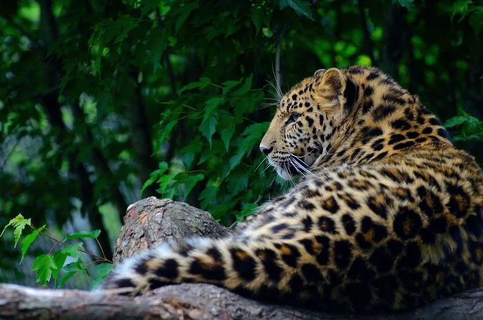 Leopard Styopa returned from China to Russia - Leopard, Far Eastern leopard, Big cats, Cat family, Land of the Leopard, Predator, Wild animals, Дальний Восток, , Travelers, National park, The border, China, Video, Longpost, Primorsky Krai, Interesting