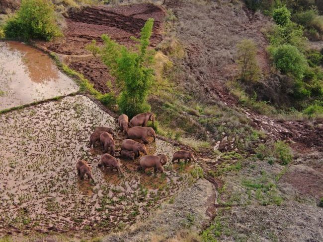 Why did elephants in China set off on a 500-kilometer hike? - Elephants, Wild animals, China, Travelers, Interesting, Proboscis, Mammals, Migration, Video, Longpost, , BBC