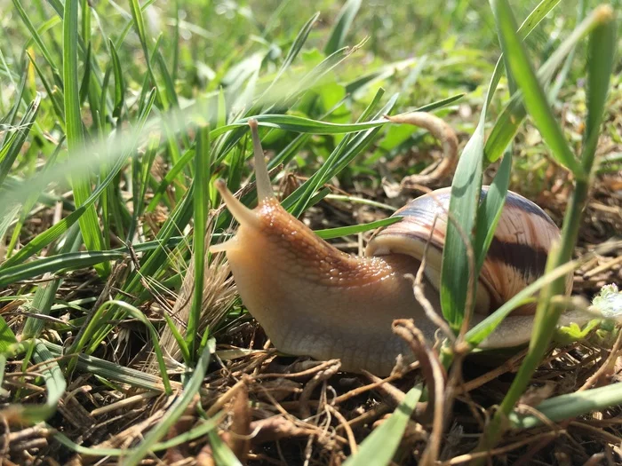 Morning walk - My, Snail, Sea, Morning, Good