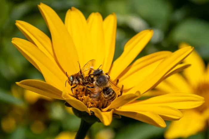 Fight for nectar - My, Bees, Nectar, Flowers, Fight, Nature, The photo