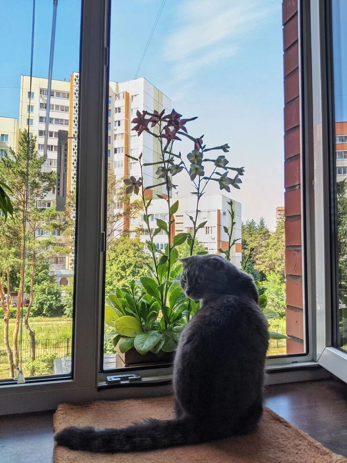 Fragrant tobacco blossomed in a box outside the window - My, Balcony, Flowers, cat, Plants, Tobacco, Flower girl, Longpost