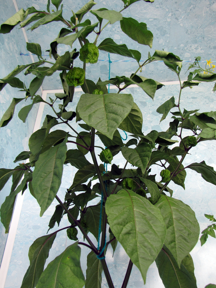  21. WHP006  Carolina Reaper ,  Kratky.   ,  , ,   , , , 