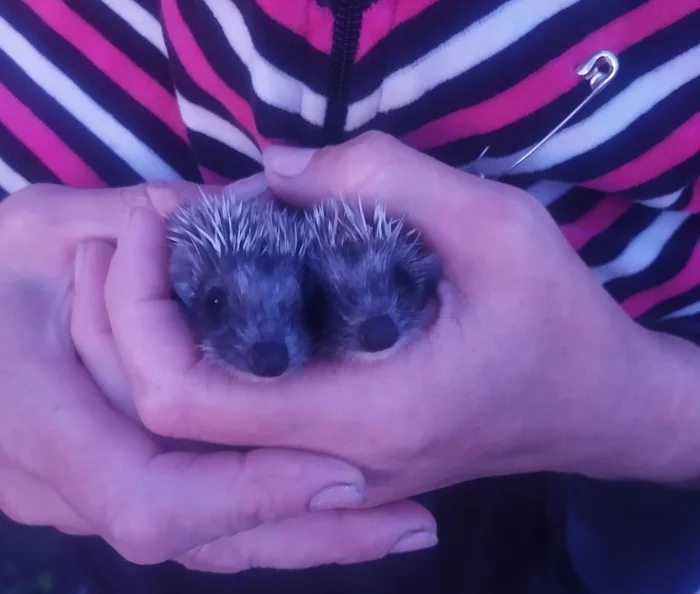 Mom's kitten saved newborn hedgehogs and takes care - My, Animals, Life stories, Animal Rescue, cat, Hedgehog, Pets, Kindness, Video, Longpost