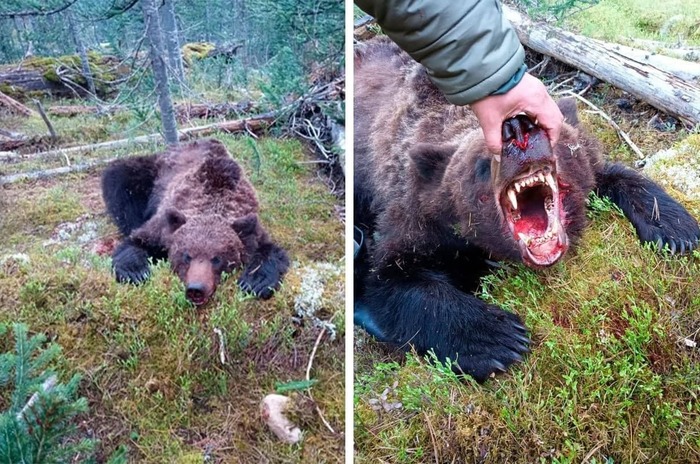 Нападение медведя на геологов фото