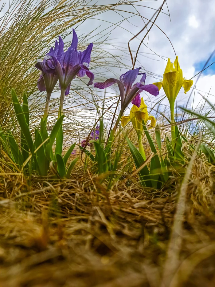 Chuvash hillock - My, Mobile photography, Samara Region