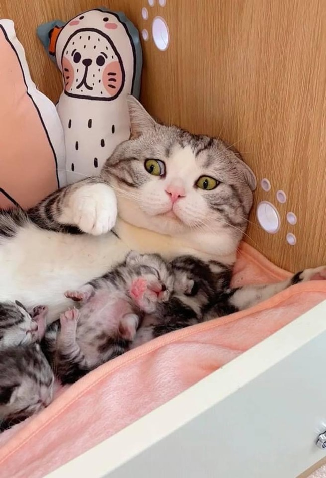 Happy face of a young mother - cat, Muzzle