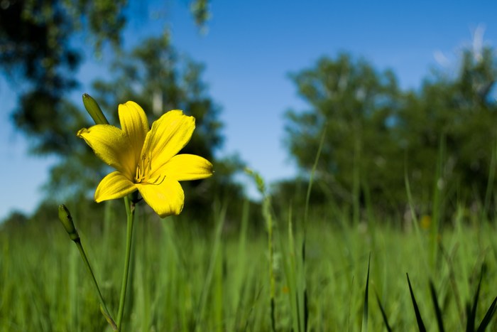Полевые цветы