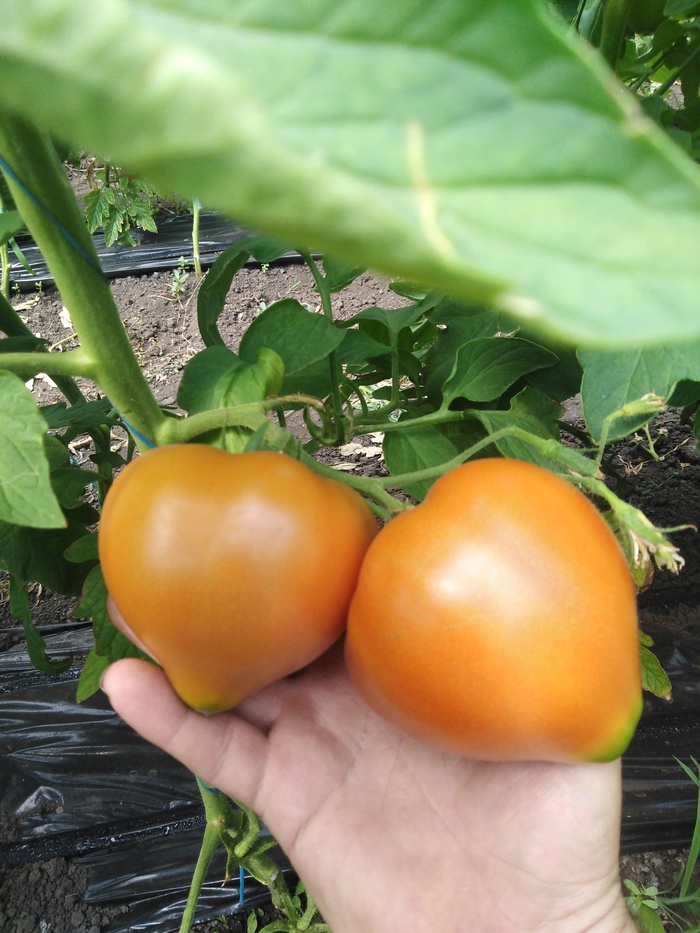 Вот такие яблочки(продолжение)