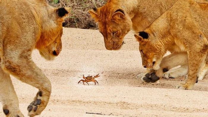 Interesting animal... - a lion, Pride, Big cats, Cat family, Predator, Wild animals, The national geographic, Youtube, , Crab, Curiosity, South Africa, Africa, wildlife, Reserves and sanctuaries, Video, Longpost