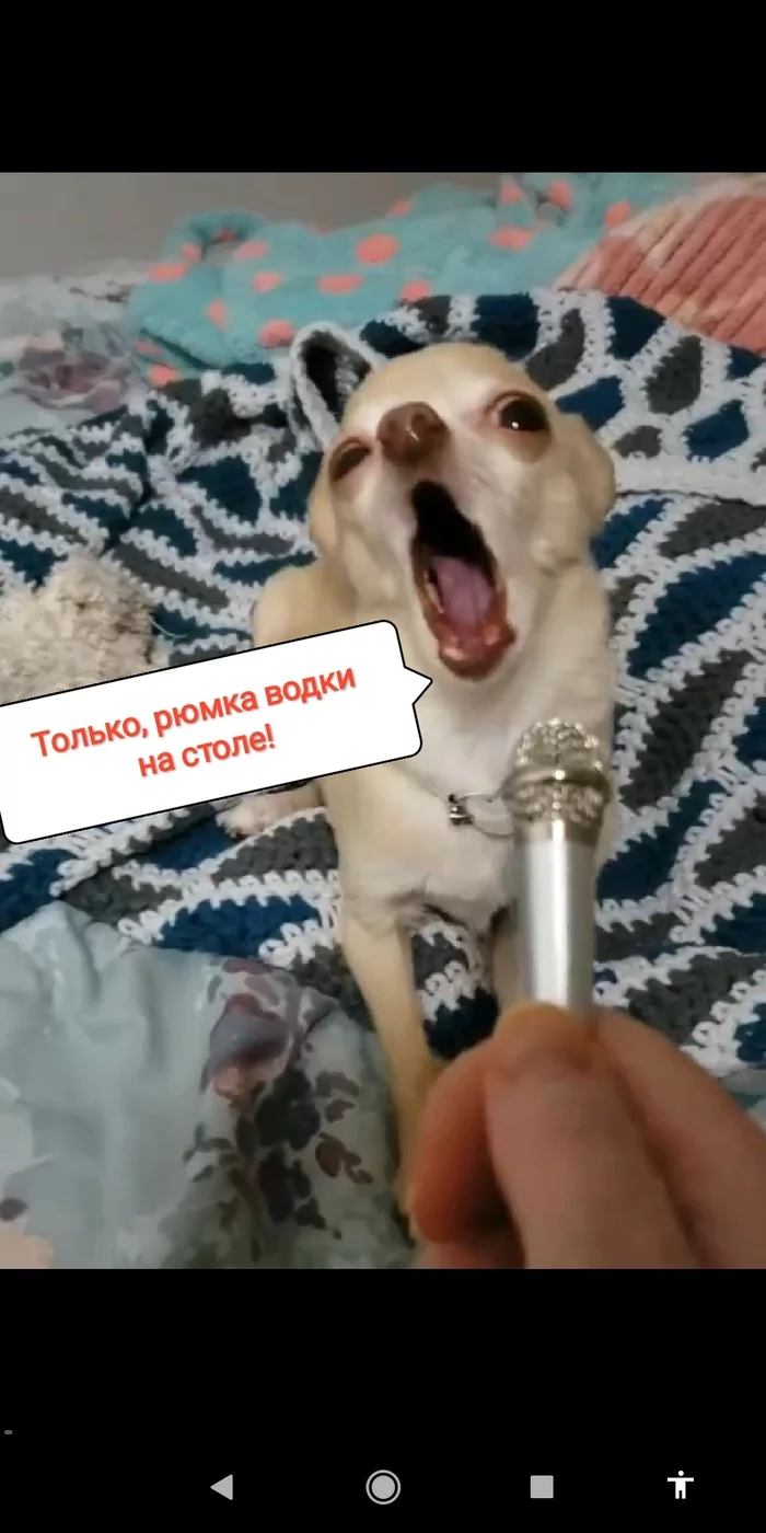 Typical karaoke - Karaoke, Dog, Funny animals