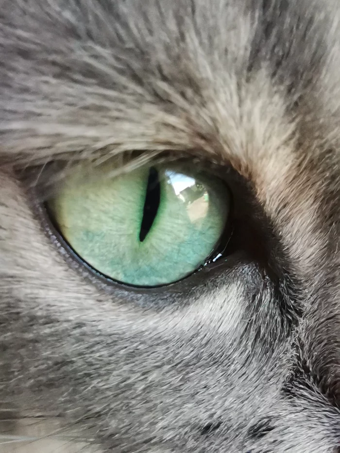 I brag a little about my cat's eyes =) - cat, Eyes, The photo, Longpost