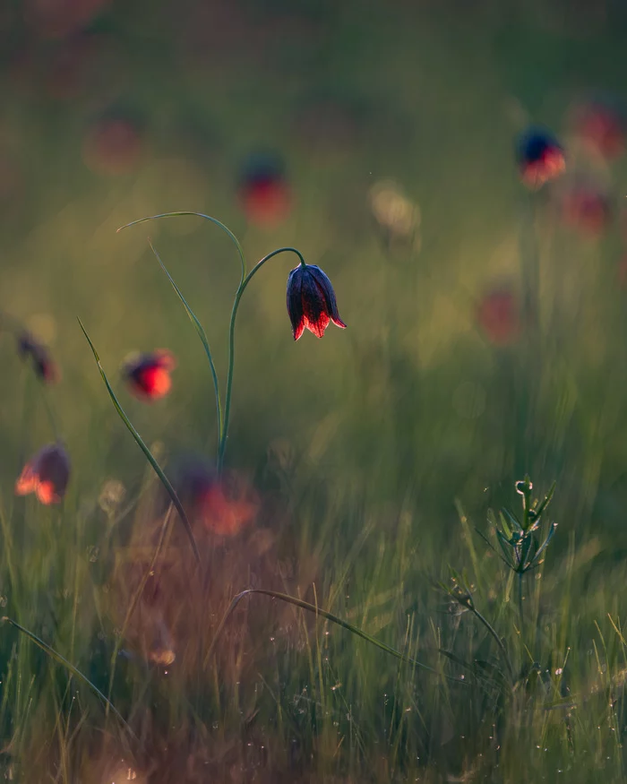 Bells of last spring - My, Sony, Bashkortostan, Flowers, Spring, Longpost, The photo, Hazel grouse (flower)