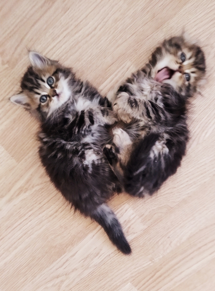 �������� �������� ��� � �����