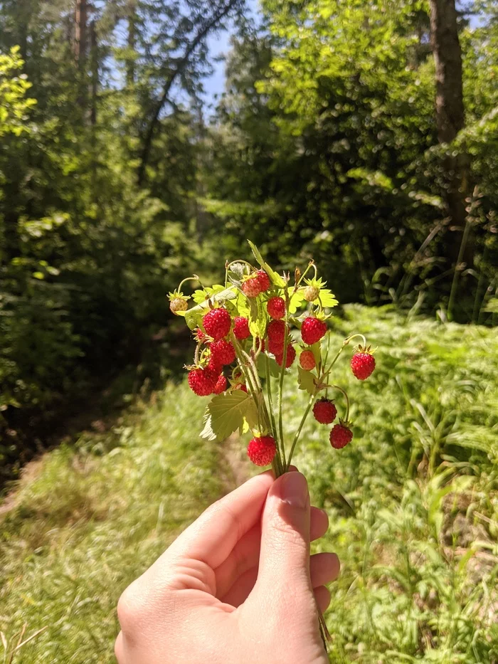 Summer and the fruits of agrofitness - My, Nature, Strawberry (plant), Wildflowers, Chamomile, Forest, Agrifitness, Meadow, Longpost