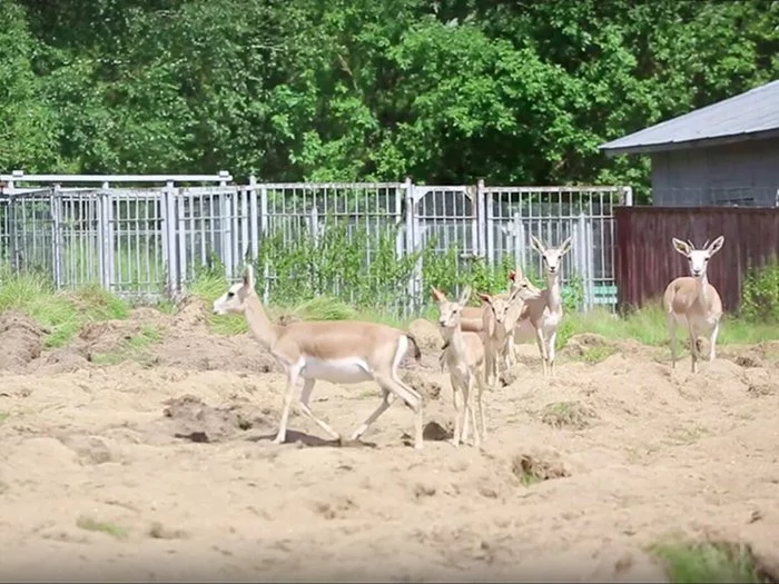 Goitered gazelle cubs were born at the Moscow Zoo - Wild animals, Moscow Zoo, Young, Artiodactyls, Moscow, Positive, Gazelle, Video, Longpost