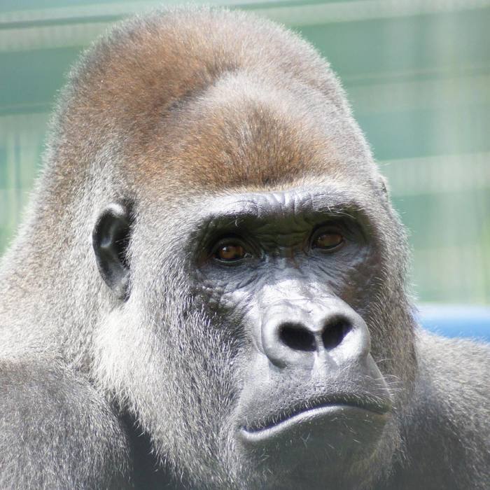 World's oldest gorilla turns 60 - Gorilla, Monkey, Primates, Wild animals, Long-liver, Zoo, The national geographic, Atlanta, , USA, Interesting, Video, Longpost, Anniversary