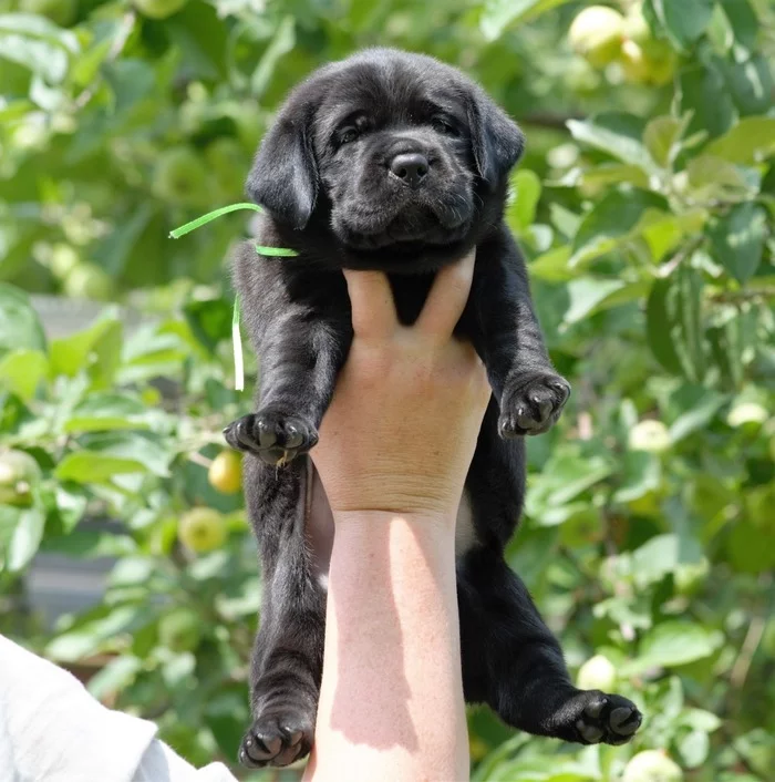 There is a synonym for the word HAPPINESS, HAPPINESS is a Labrador) - My, Puppies, Happiness, Labrador, Dog, Longpost