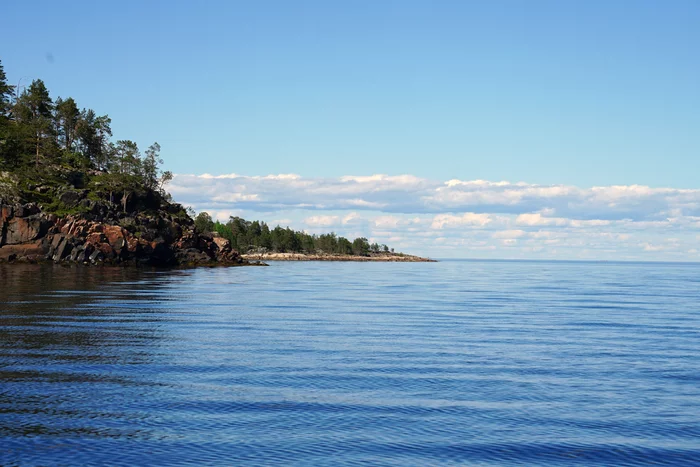 Немного северной природы - Моё, Белое море, Тюлень, Птицы, Чайки, Длиннопост