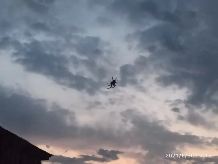 Spider in the sky - My, Spider, Village, Photo on sneaker