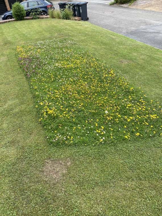 The guy who mowed the lawn left a patch of wildflowers for the bees to use. - Bees, Flowers, Lawn, Positive