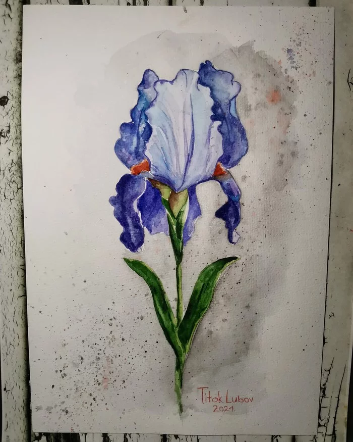 Irises - My, Drawing, Irises, Flowers, Watercolor