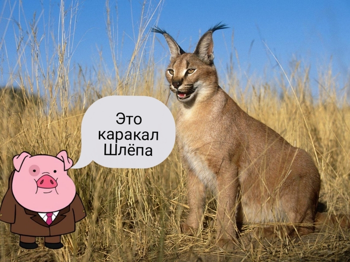  , ,  (Gravity Falls),  