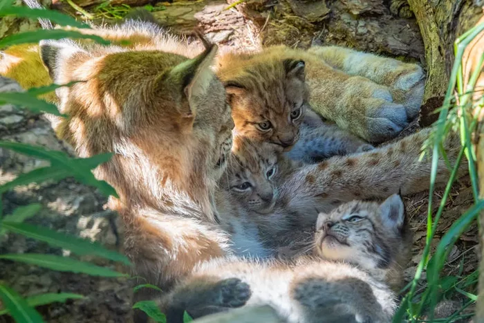 Hard everyday life of a mother of many children: a lynx cannot keep track of kittens - Lynx, Small cats, Cat family, Wild animals, Lynx, Chelyabinsk Zoo, Milota, Interesting, Video, Longpost