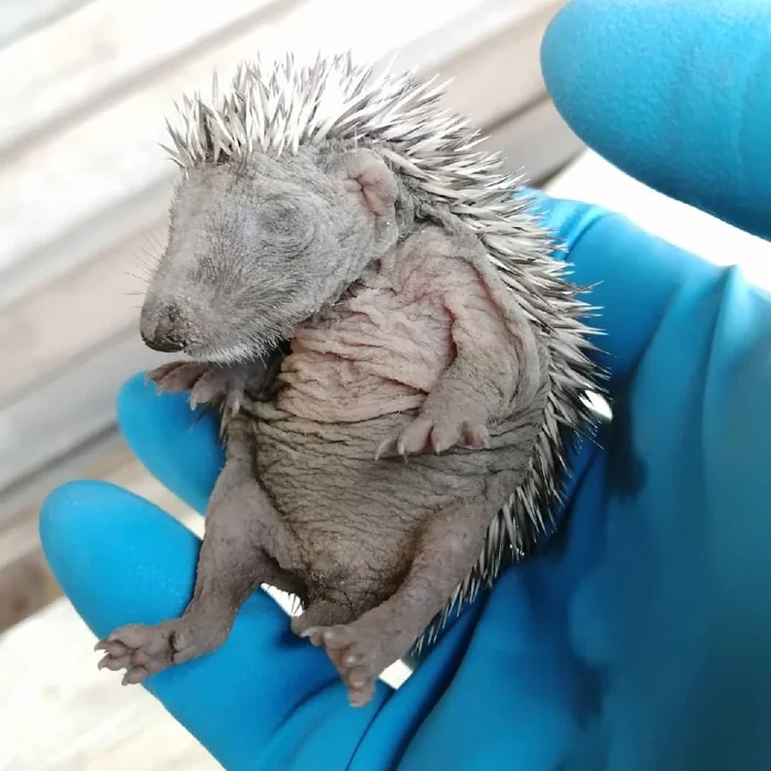 Orphaned hedgehogs were taken care of at the Veles Center - Hedgehog, Wild animals, Animal Rescue, Leningrad region, Video, Longpost