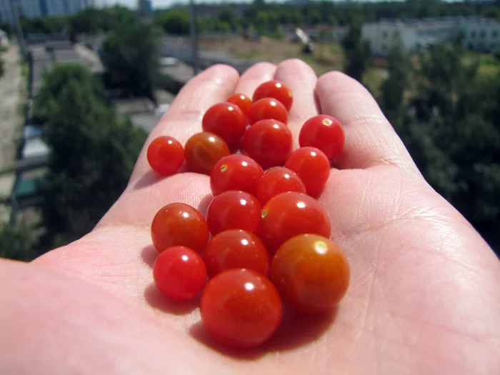 The smallest tomato in the world - My, Tomatoes, Vegetable garden on the windowsill