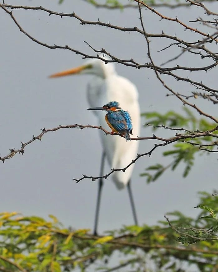 So blet - So blet, Birds, Branch, Water, Memes, Heron, Kingfisher, The photo