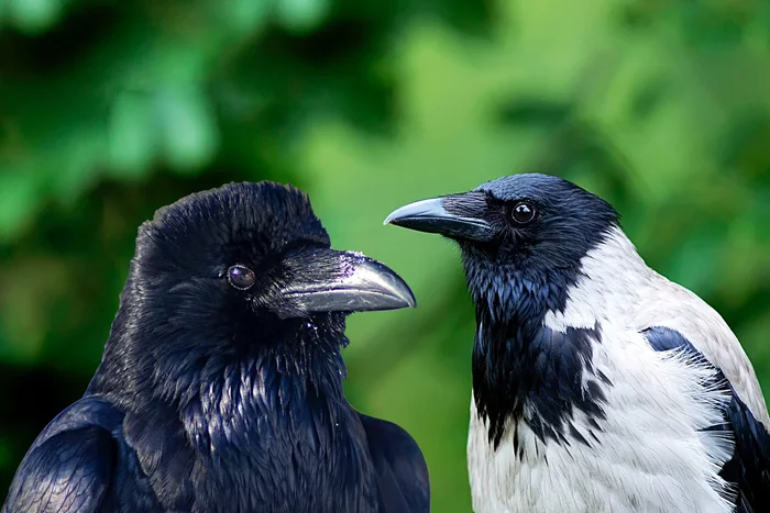 What is the difference between a raven and a crow: some interesting differences between corvids - Birds, Animals, Crow, Crow, Corvids, Yandex Zen, Longpost