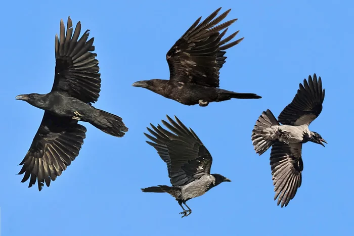 What is the difference between a raven and a crow: some interesting differences between corvids - Birds, Animals, Crow, Crow, Corvids, Yandex Zen, Longpost