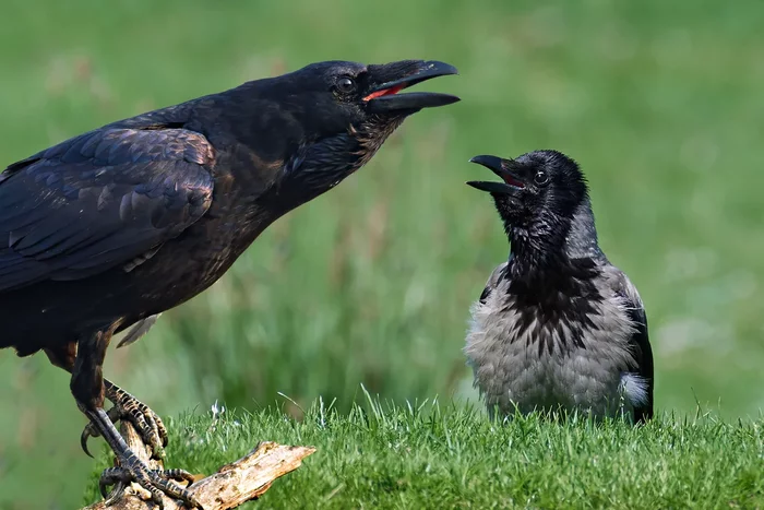 What is the difference between a raven and a crow: some interesting differences between corvids - Birds, Animals, Crow, Crow, Corvids, Yandex Zen, Longpost