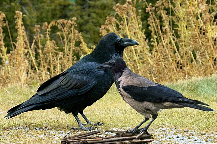 What is the difference between a raven and a crow: some interesting differences between corvids - Birds, Animals, Crow, Crow, Corvids, Yandex Zen, Longpost