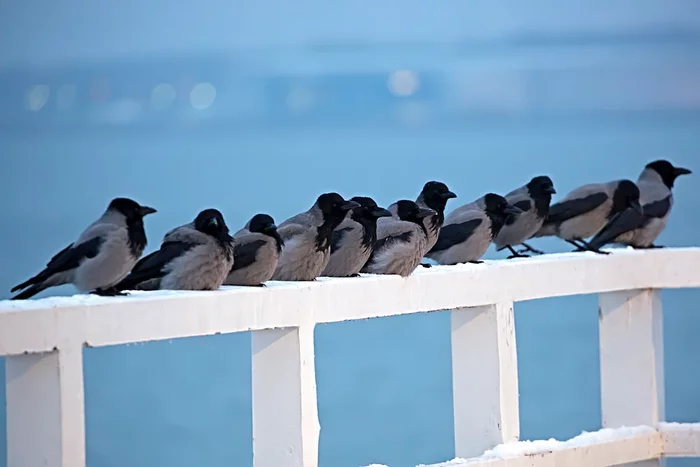 What is the difference between a raven and a crow: some interesting differences between corvids - Birds, Animals, Crow, Crow, Corvids, Yandex Zen, Longpost
