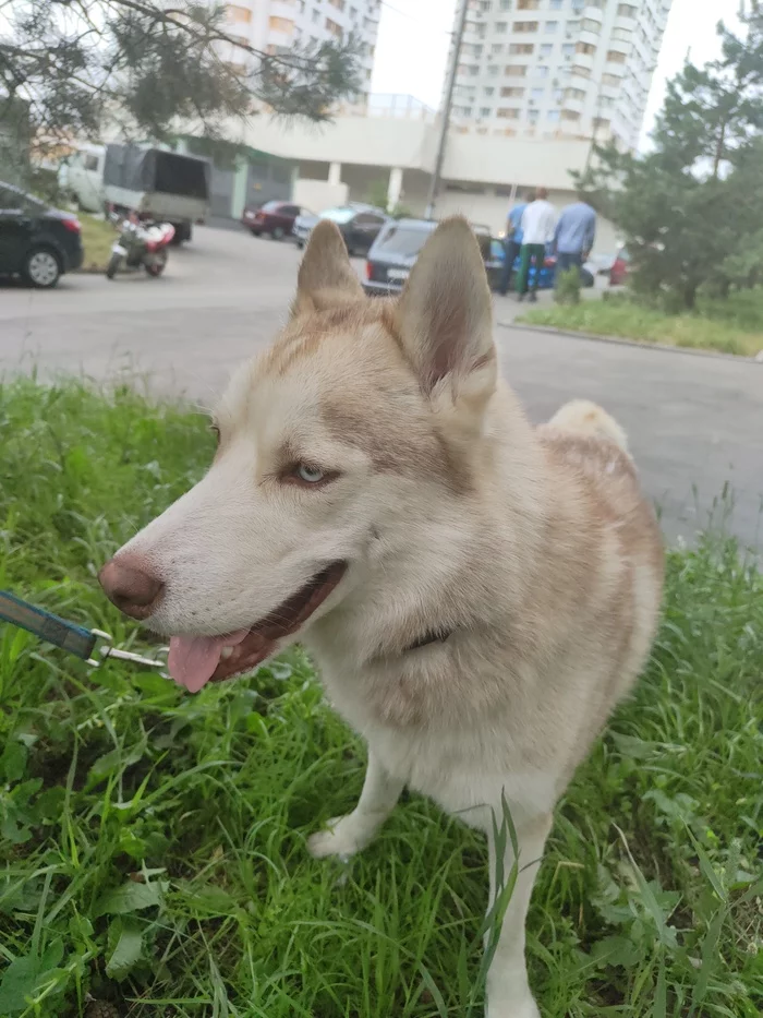 Moscow Strogino! Found a dog. returned to the owners - No rating, Found a dog, Dog