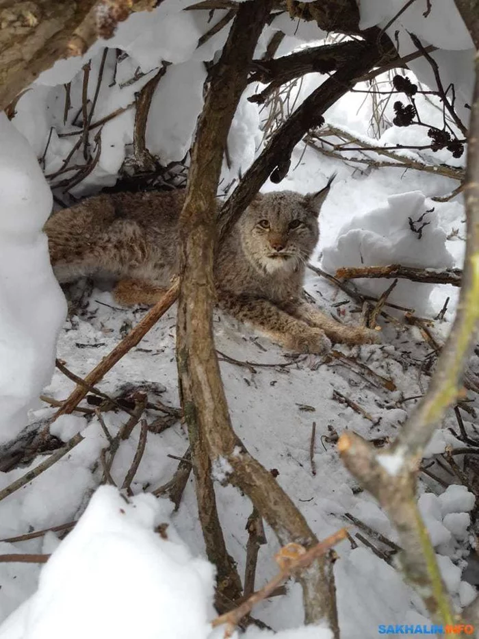 The lynx came to life on Sakhalin - Lynx, Small cats, Cat family, Predator, Wild animals, Wolverines, wildlife, Sakhalin Region, , Sakhalin, Rare view, Red Book, Animals, Longpost