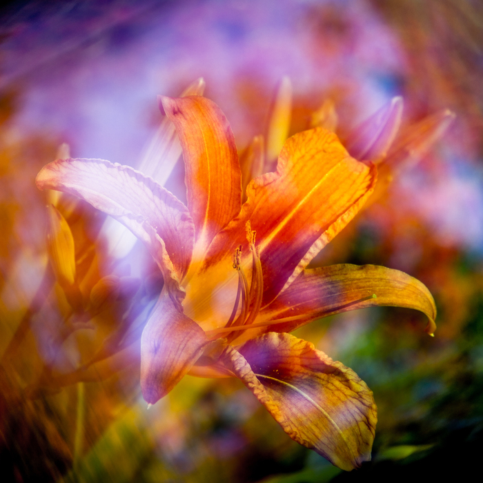 Лилейник оранжевый (Hemerocallis aurantiaca)