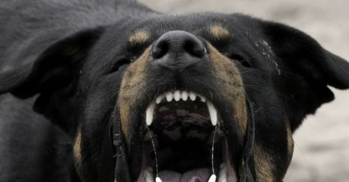 Сон напала черная собака. Ротвейлер бойцовская. Ротвейлер злой. Ротвейлер собака злой.