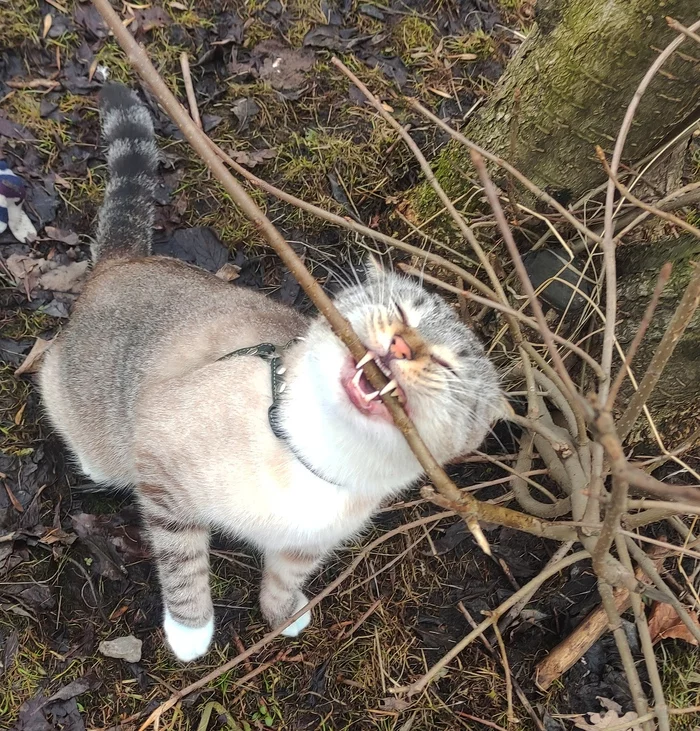 How powerful are my fangs - My, cat, The photo, Longpost