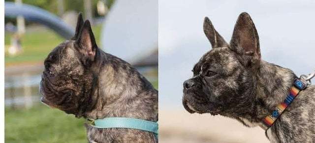 Interesting - Dog, French Bulldog